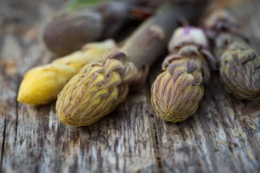 Ham fasulye broomrape
