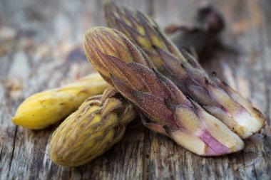Ham fasulye broomrape