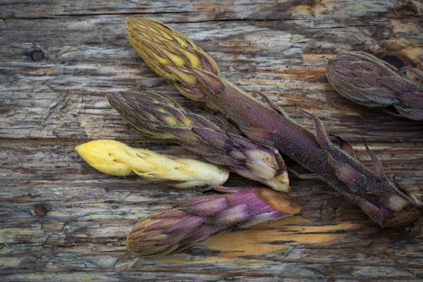 Syrové fazole broomrape — Stock fotografie