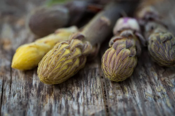 Syrové fazole broomrape — Stock fotografie