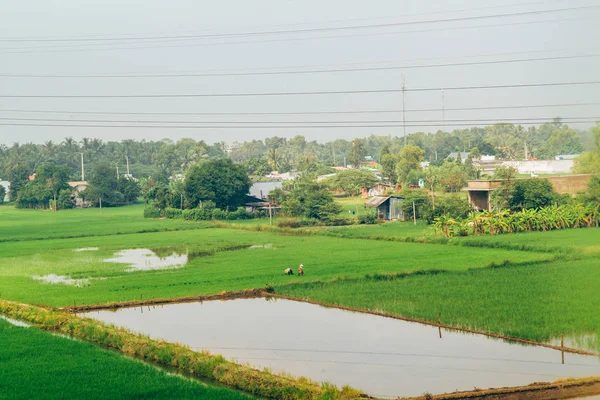 Reisfelder in Vietnam — Stockfoto