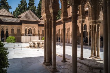 Lotus çiçeği Alcazar de