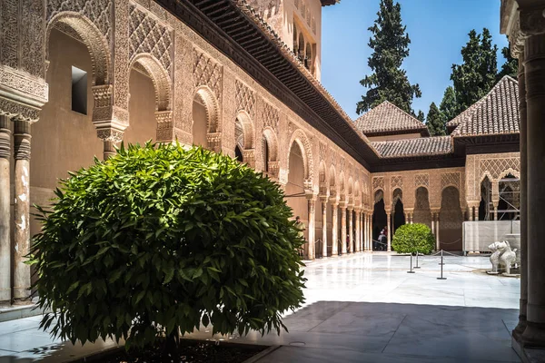 Lotusbloem in het Alcazar — Stockfoto