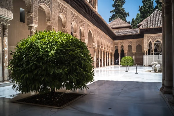 Flor de loto en el Alcázar — Foto de Stock