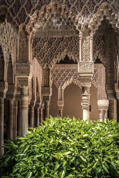 Flor de loto en el Alcázar — Foto de Stock