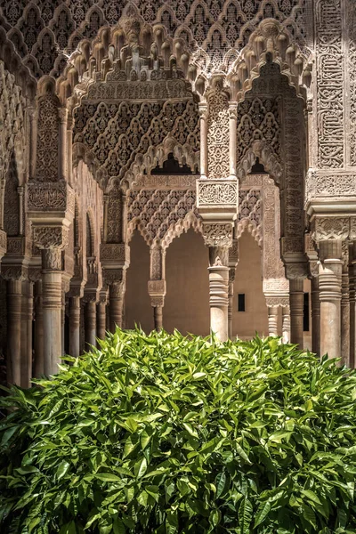 Flor de loto en el Alcázar — Foto de Stock