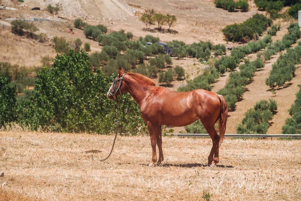 Koń andaluzyjski — Zdjęcie stockowe