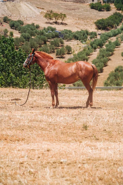 Koń andaluzyjski — Zdjęcie stockowe