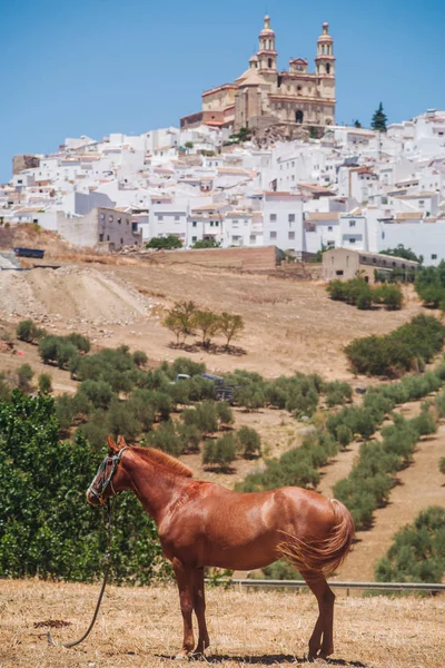 Olvera en Andalucía — Foto de Stock