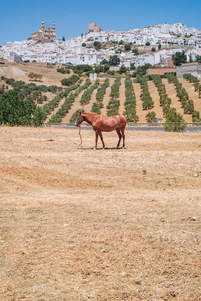 Olvera, w Andaluzji — Zdjęcie stockowe