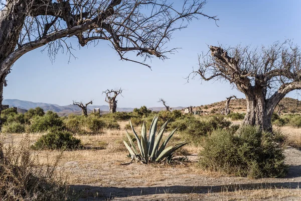 タベルナス砂漠 — ストック写真
