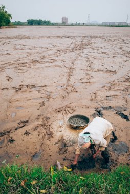 Deniz salyangozları Vietnam toplama