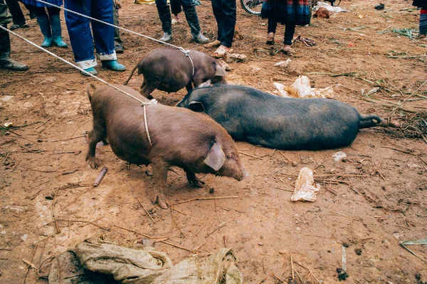 Sprzedaż trzody chlewnej na rynku farmer — Zdjęcie stockowe