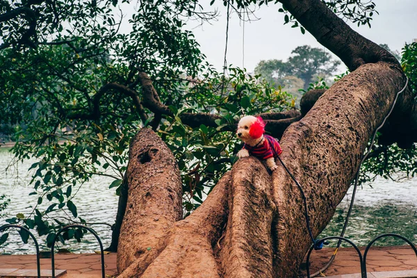 Hoan kiem Gölü — Stok fotoğraf