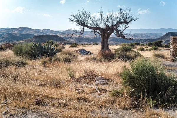 Desert of Tabernas — Stock Photo, Image