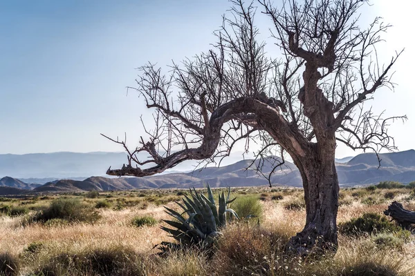 Poušti Tabernas — Stock fotografie