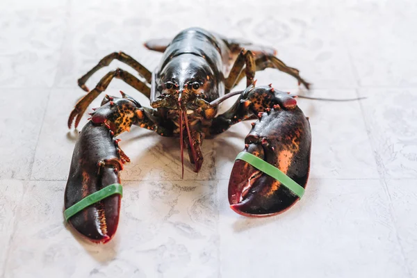 Fresh raw lobster — Stock Photo, Image