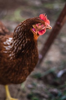 Vahşi tavuk çiftliği