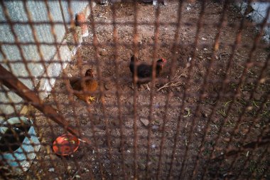 Vahşi tavuk çiftliği