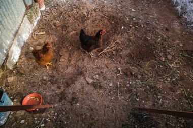 Vahşi tavuk çiftliği