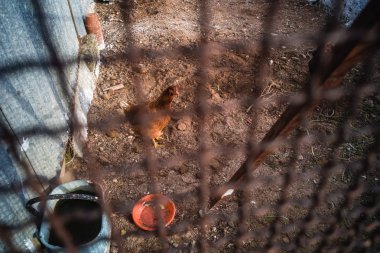 Vahşi tavuk çiftliği