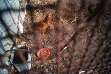 Vahşi tavuk çiftliği