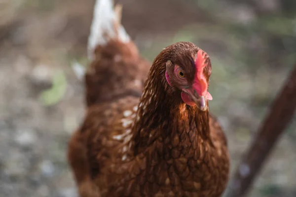 Wild chickens in the farm — Stock Photo, Image