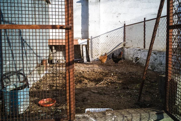 Wild chickens in the farm — Stock Photo, Image