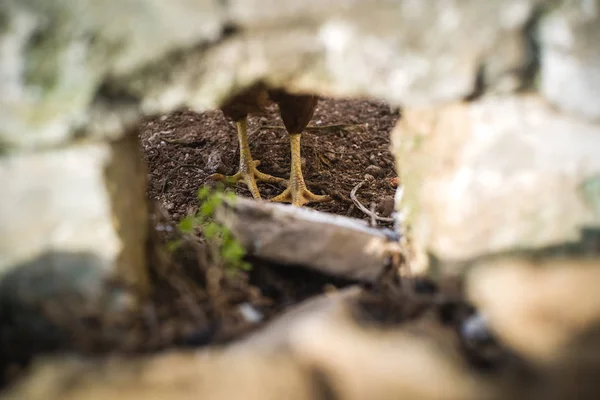 Wild chickens in the farm — Stock Photo, Image