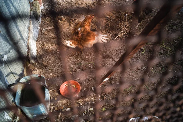 Poulets sauvages dans la ferme — Photo