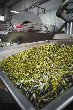 Zeytin yağı yapımı