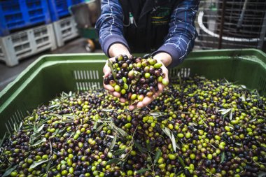 Zeytin yağı yapımı