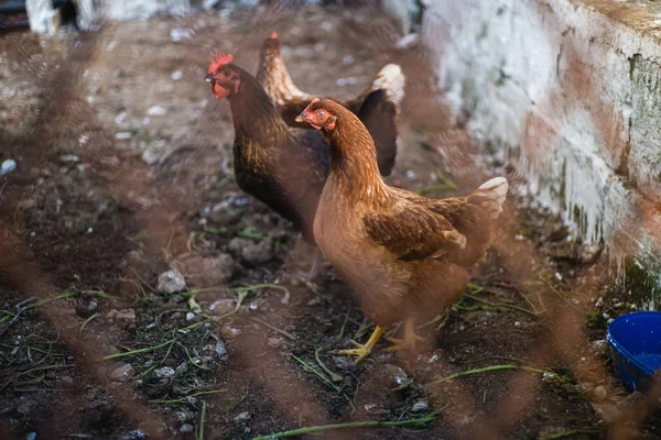 Wild chickens in the farm — Stock Photo, Image