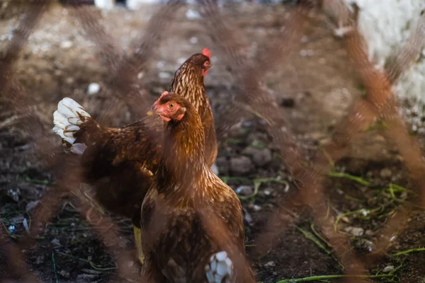 Wild chickens in the farm — Stock Photo, Image