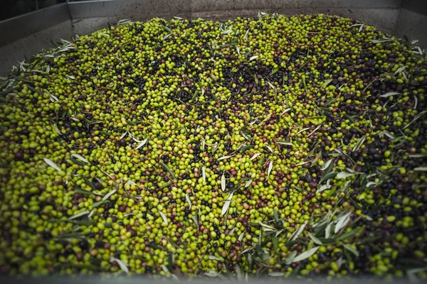 Zeytin yağı yapımı