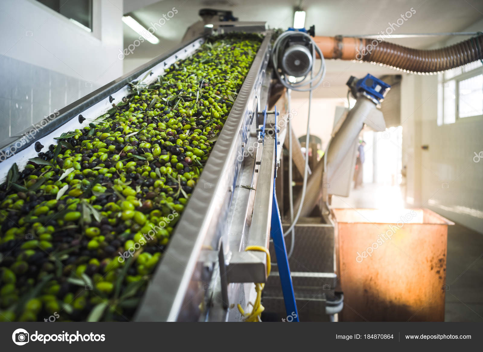 Производство оливок. Производство маслин. Производство маслин. Сельское хозяйство в греции маслины. Производство маслин.