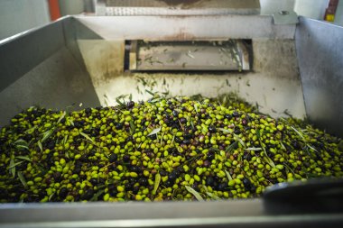 Zeytin yağı yapımı