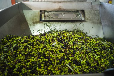 Zeytin yağı yapımı