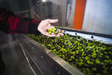 Zeytin yağı yapımı