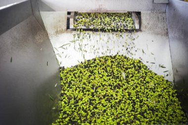 Zeytin yağı yapımı