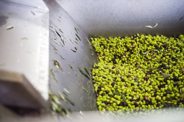 Zeytin yağı yapımı