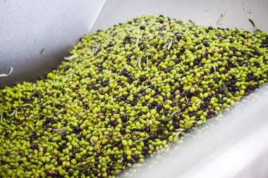 Zeytin yağı yapımı