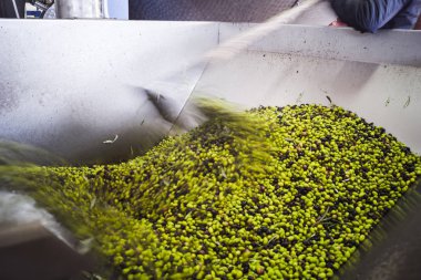 Zeytin yağı yapımı