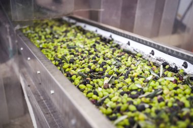 Zeytin yağı yapımı