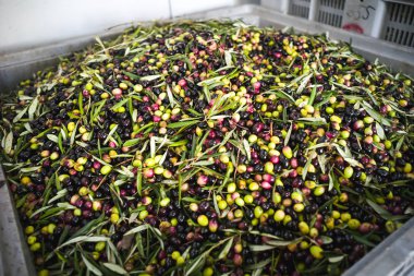 Zeytin yağı yapımı