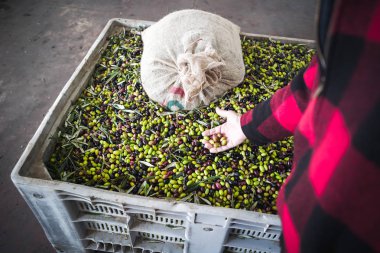 Zeytin yağı yapımı