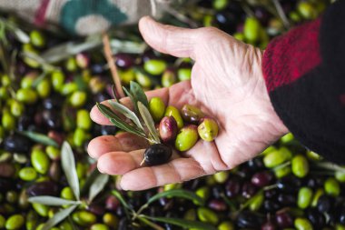 Zeytin yağı yapımı