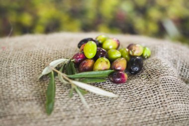 Zeytin yağı yapımı