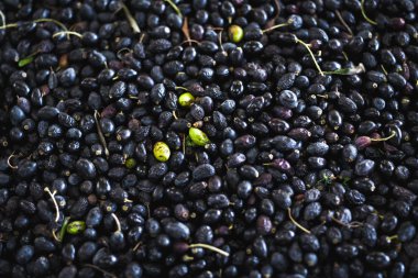 Zeytin yağı yapımı