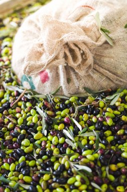 Zeytin yağı yapımı